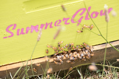 New construction signals a global focus for leading Waikato - Mānuka Honey producers SummerGlow Apiaries.