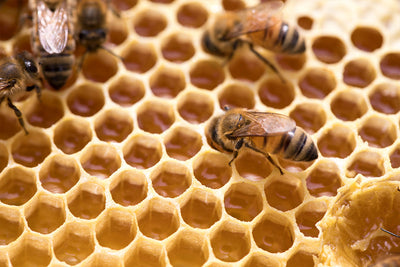 Completed research signals new era for Manuka Honey industry says Waikato based SummerGlow Apiaries.