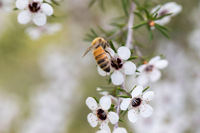 This is Manuka: What you need to know