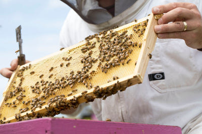 Manuka Honey - Wound Care