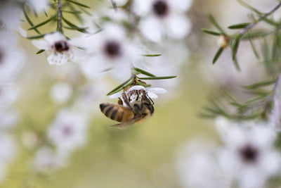 Propolis and Manuka Mouth & Throat Care